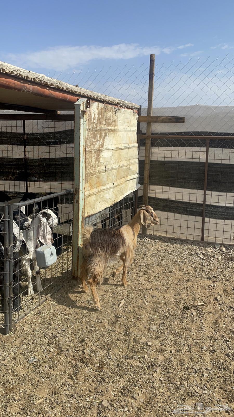 A fine sacrificial goat available through Al-Hayl (Sold)64385956399234113