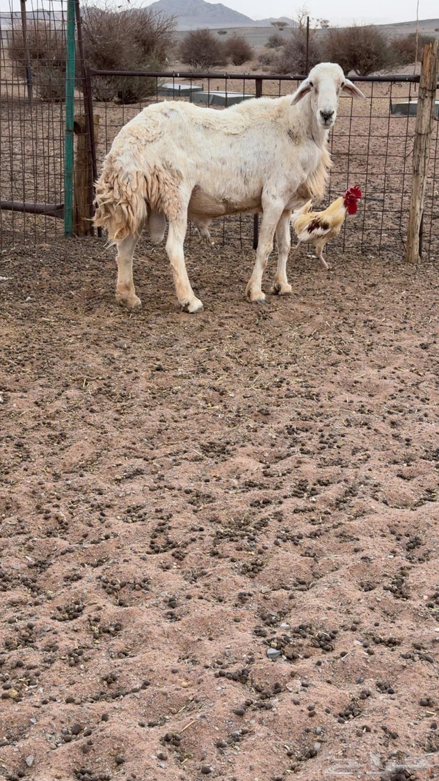 فحل صنف مشروط64379703615106112