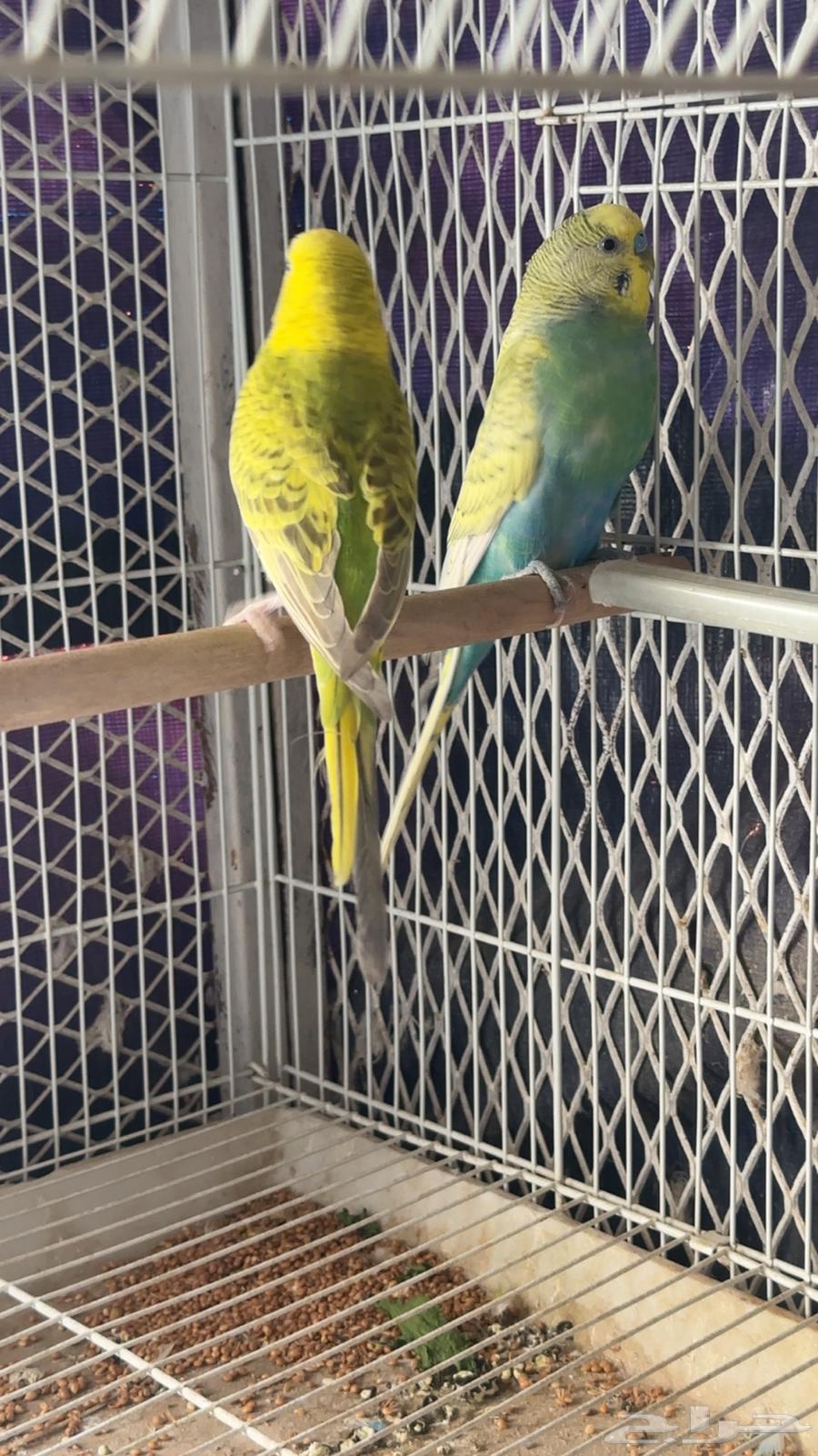 طيور بادجي 33 زوج للبيع64387173987329110