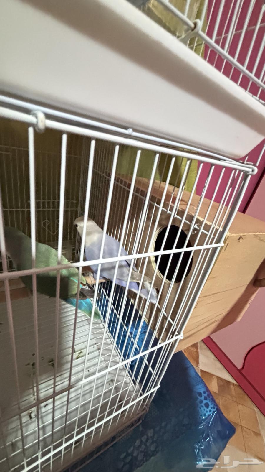 زوج روز منتج64381534752897113