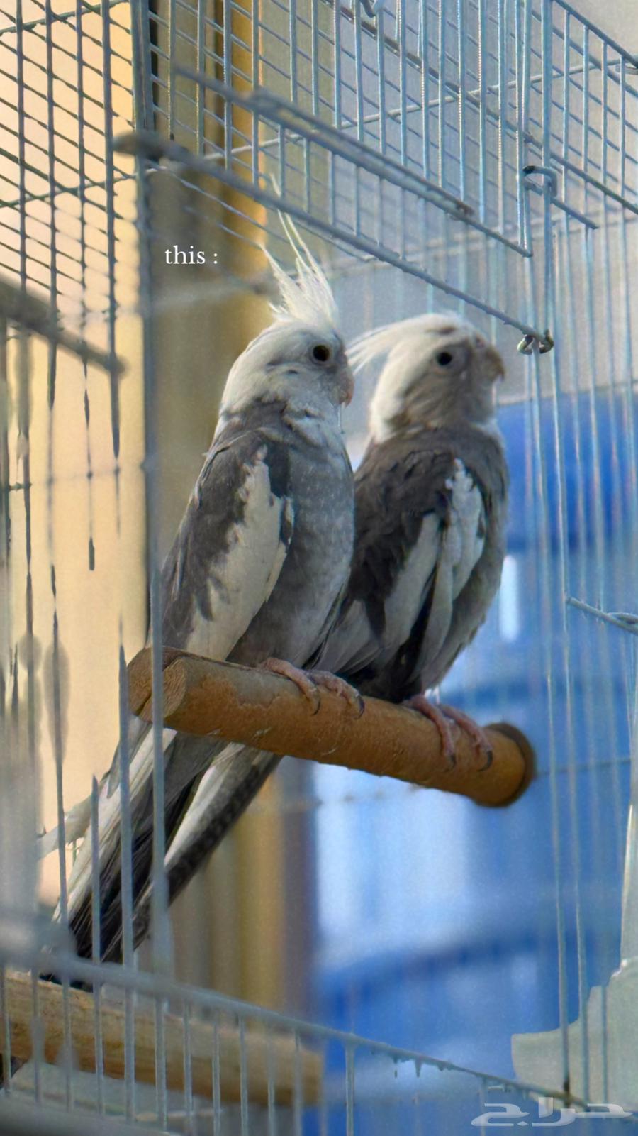 جوز كروان منتج64378847604867110