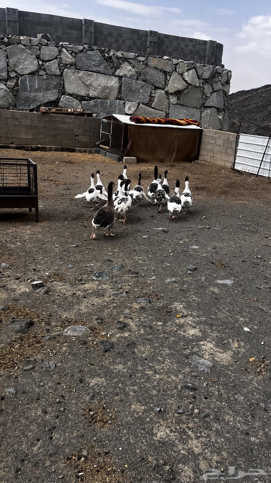 وز للبيع64390554953474112