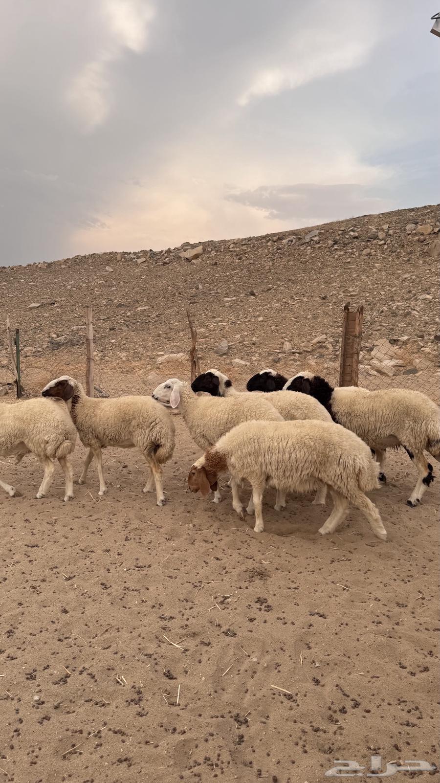 رخال نعيميات مقاني64382583399683111