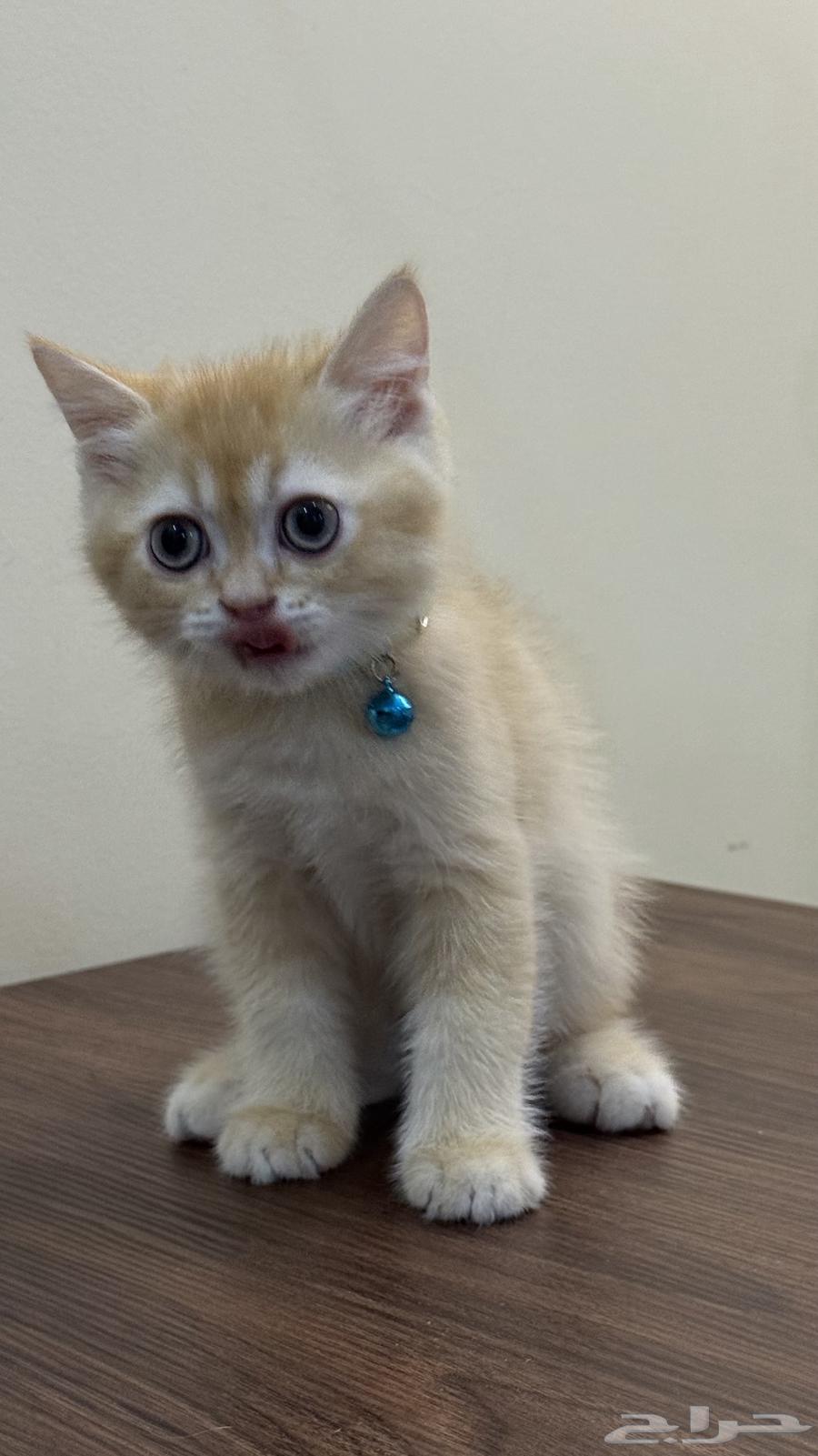 قطط سكوتش ستريت للبيع64390995509379113