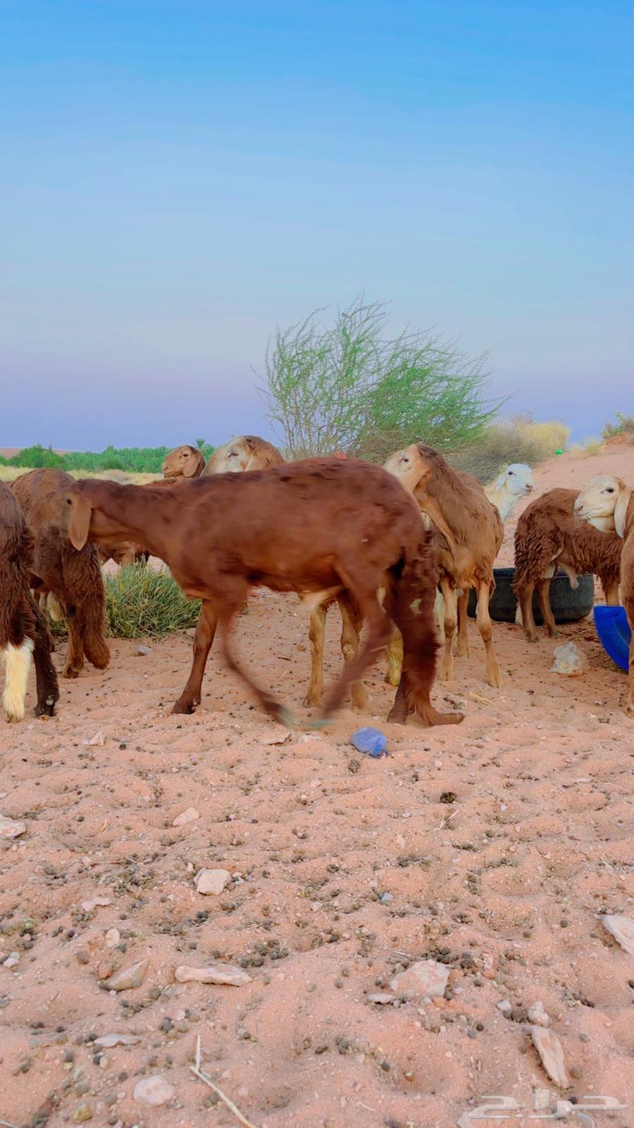 سواكن جذعان مرابي64387760046722113