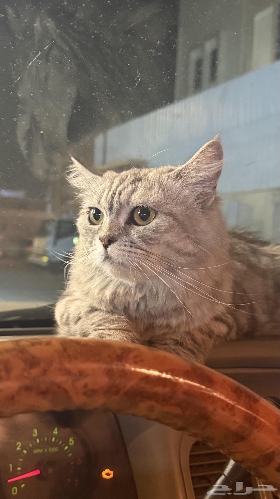 قطة شيرازية للبيع لاعلى سوم64391892913666110