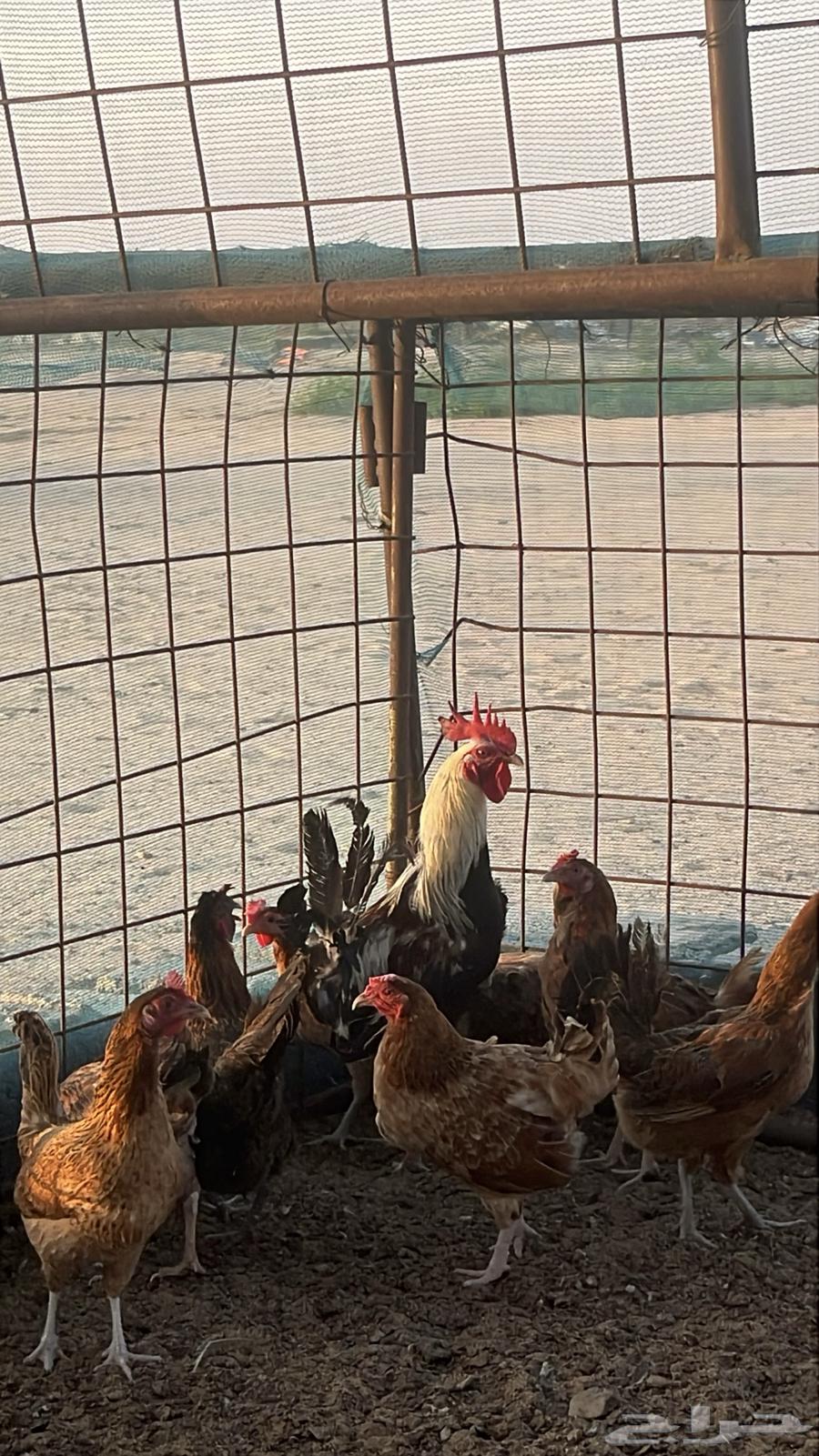 ديك شوكي64390734014722111