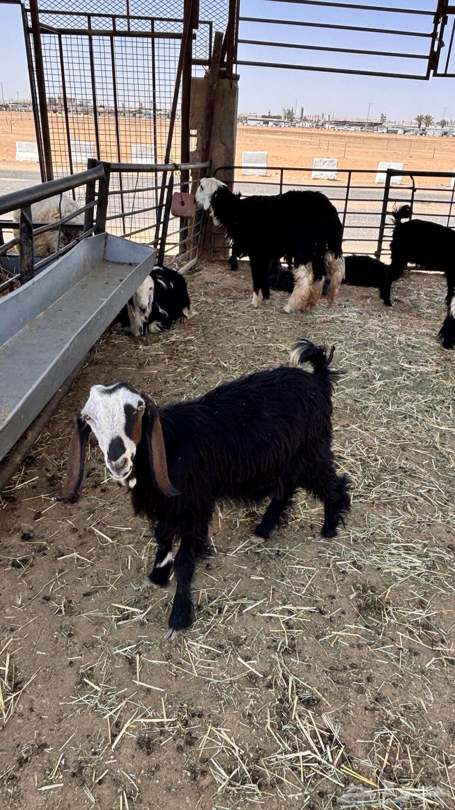 للبيع اقساط تيوس برية ب 299 ريال دفعة اولى64381864506114114