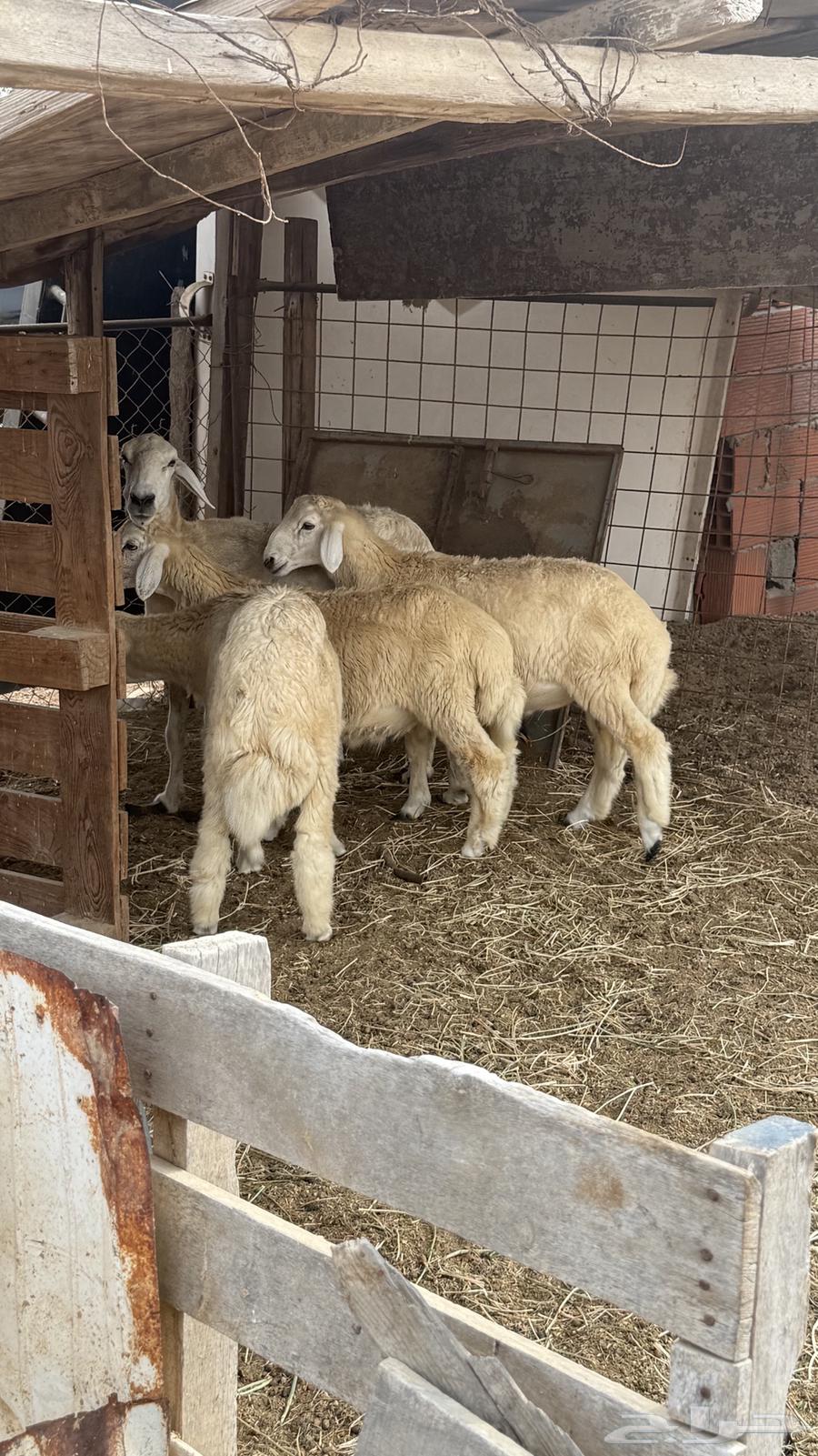 طليان حري طيبة للبيع64382086669057111