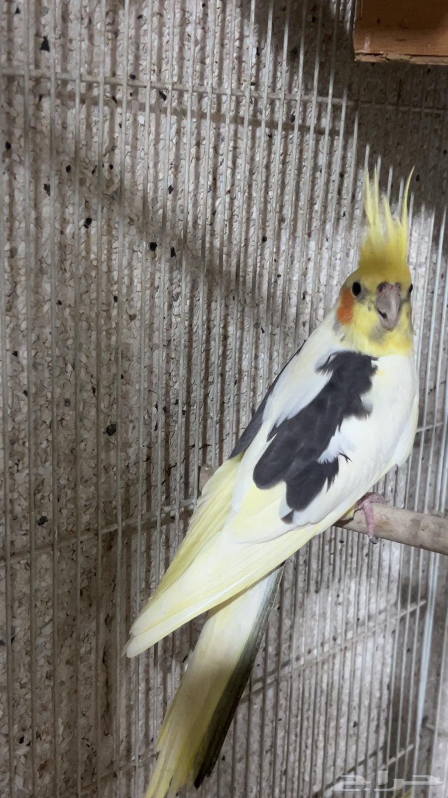 للبيع ذكر كروان بايد الي توقف عليه سومه نصيبه64388343410307111