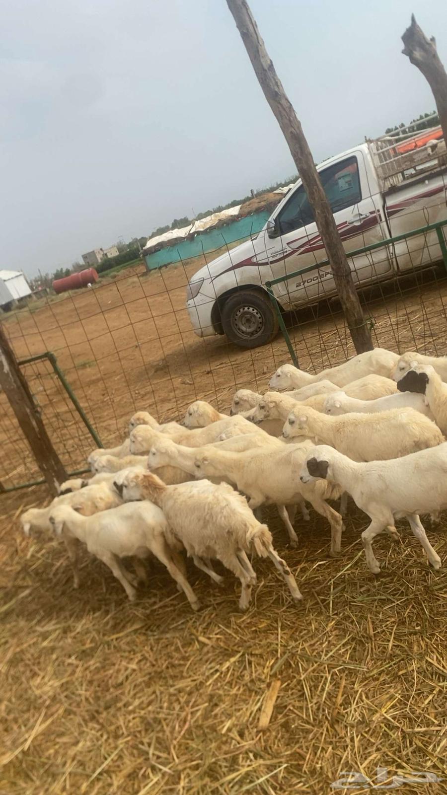 رخال بلدي فاخر64388078995202113