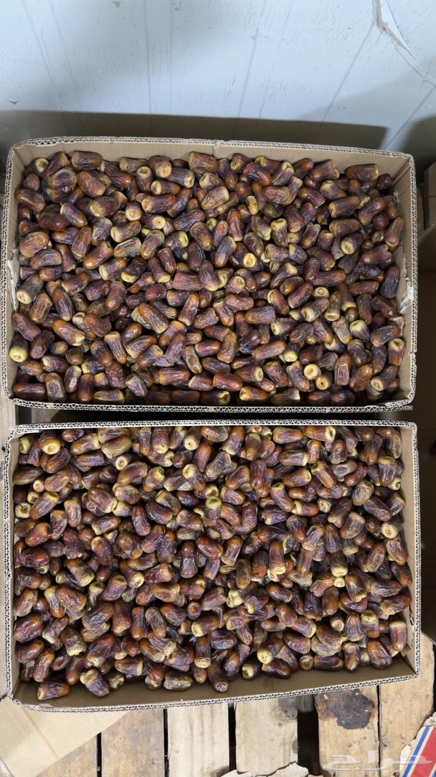 برني العيص64390747757699113