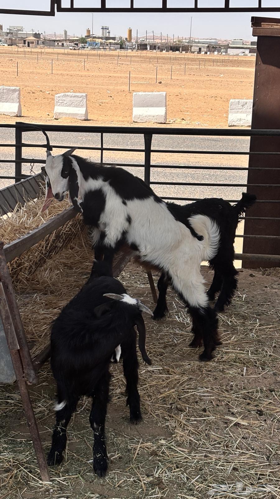 للبيع اقساط تيوس برية ب 299 ريال دفعة اولى64381864506114110