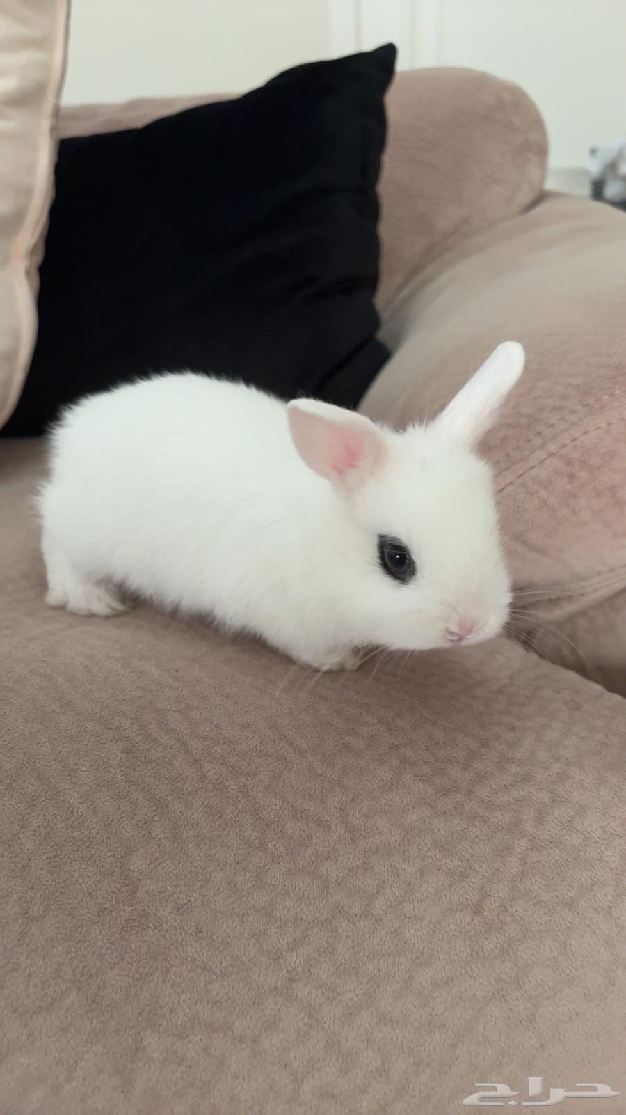 ارنب هتوت قزم للبيع64383358377987111
