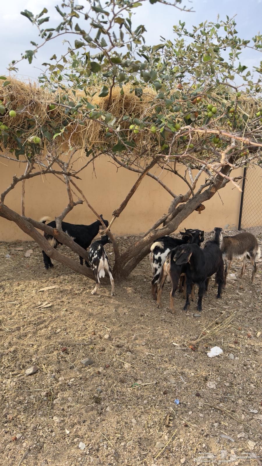 للبيع 6 تيوس وخروف64385411739137112