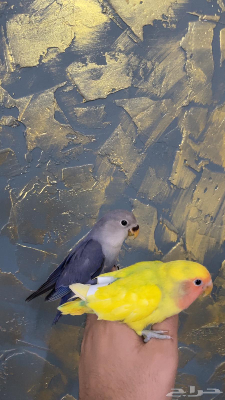 فروخ روز اليفه وكروان البينو (تم البيع)64389530028417111