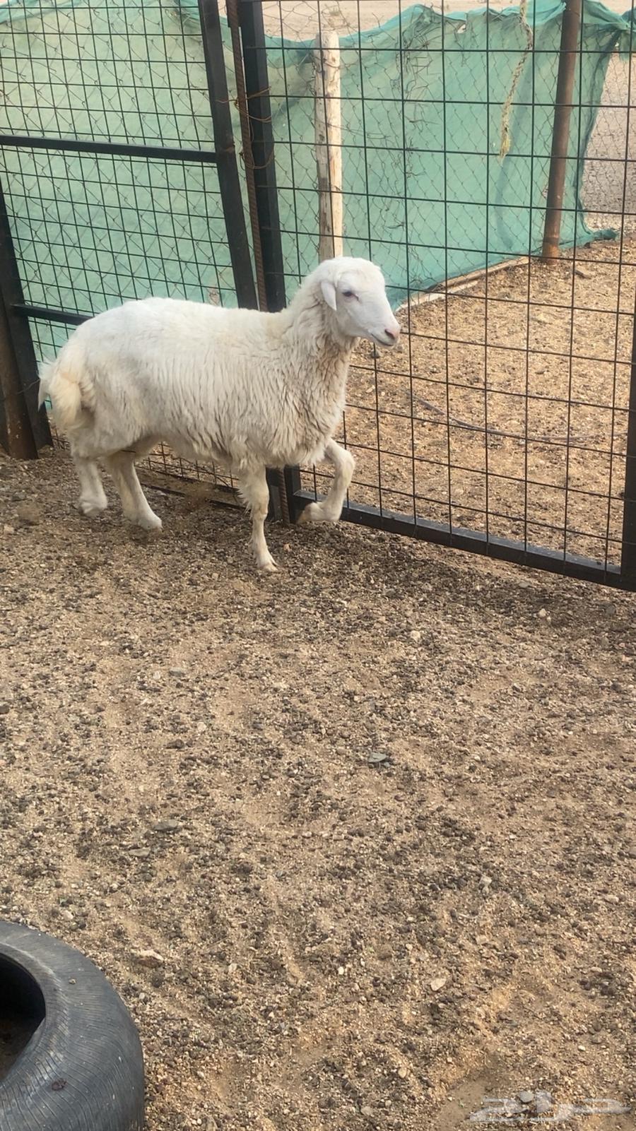 طلي ورخال64390911973761112