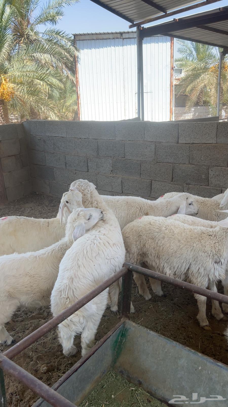 للبيع بهم حري خرفان64381699251841111