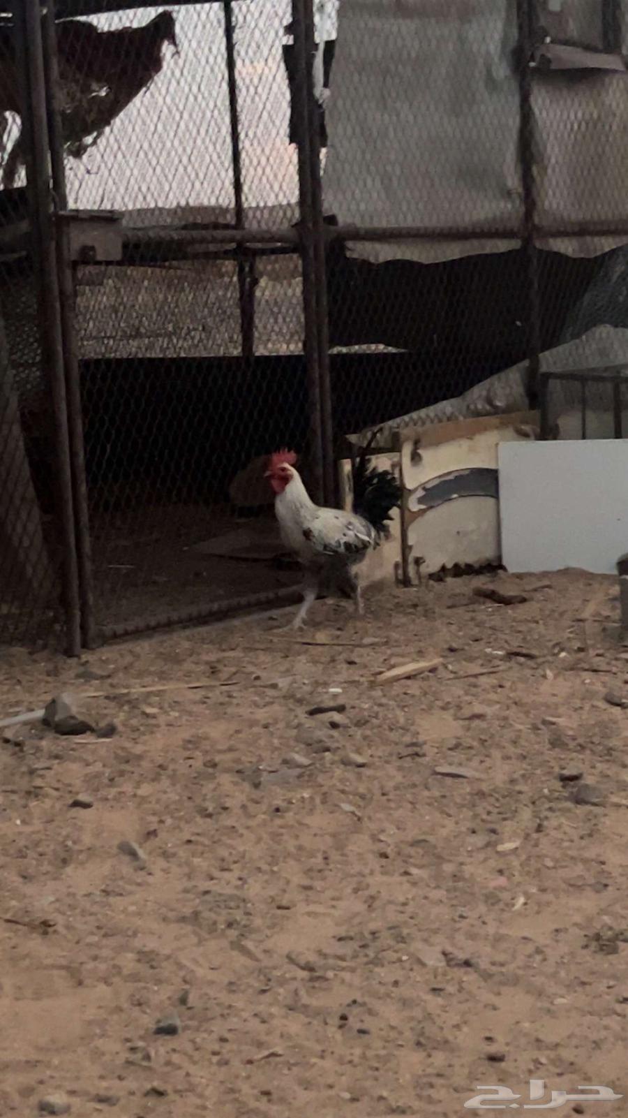 ديك بلدي للبيع العمر سبع شهور64389474546946112