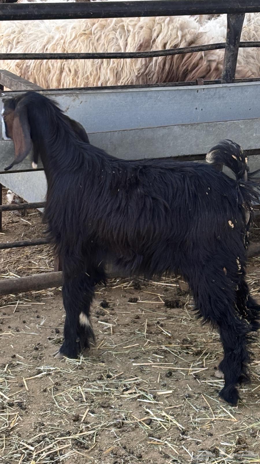 للبيع اقساط تيوس برية ب 299 ريال دفعة اولى64381864506114111