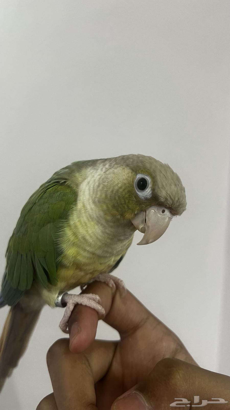 كنيور سينمن64384534974466111