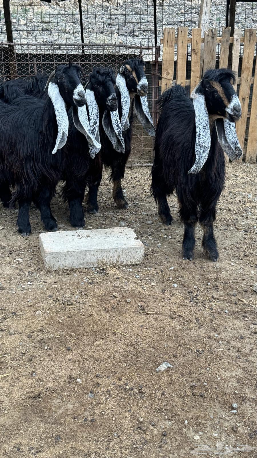 معزا عوارض صنف الصنف64388839627779110