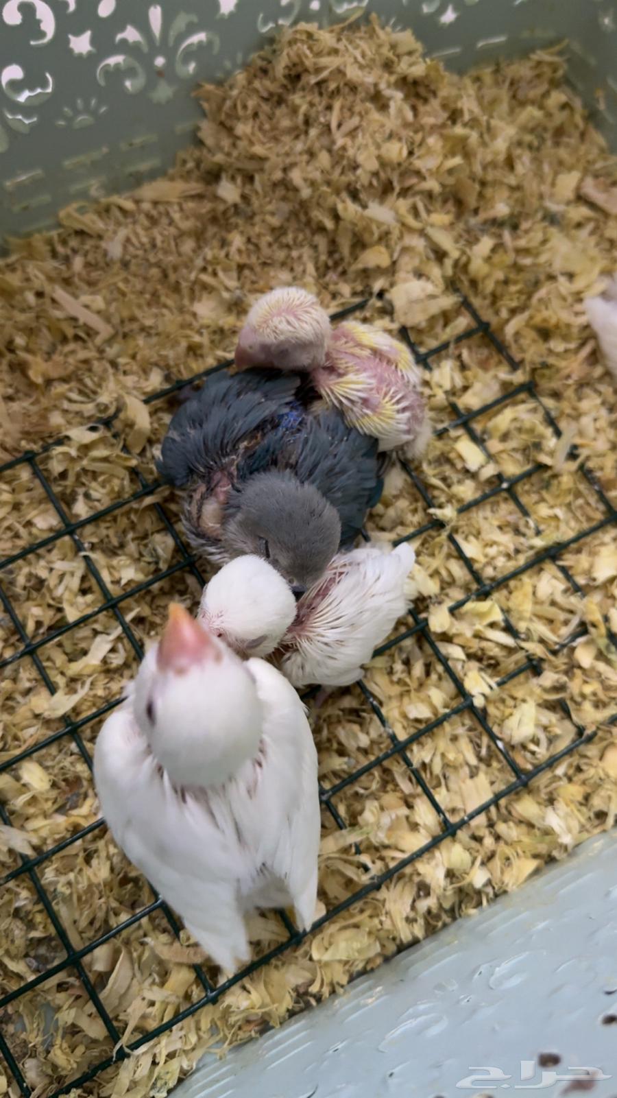 فروخ البينو64386360733953110