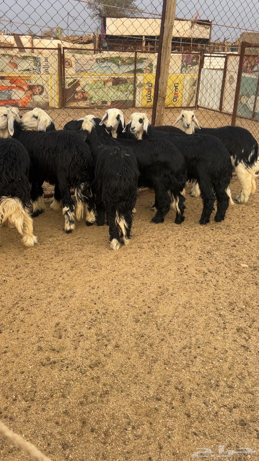 للبيع 8رخال نجدكفونظيفه وعلى الشرط الي بيقني ولي بيذبح64390347298946112