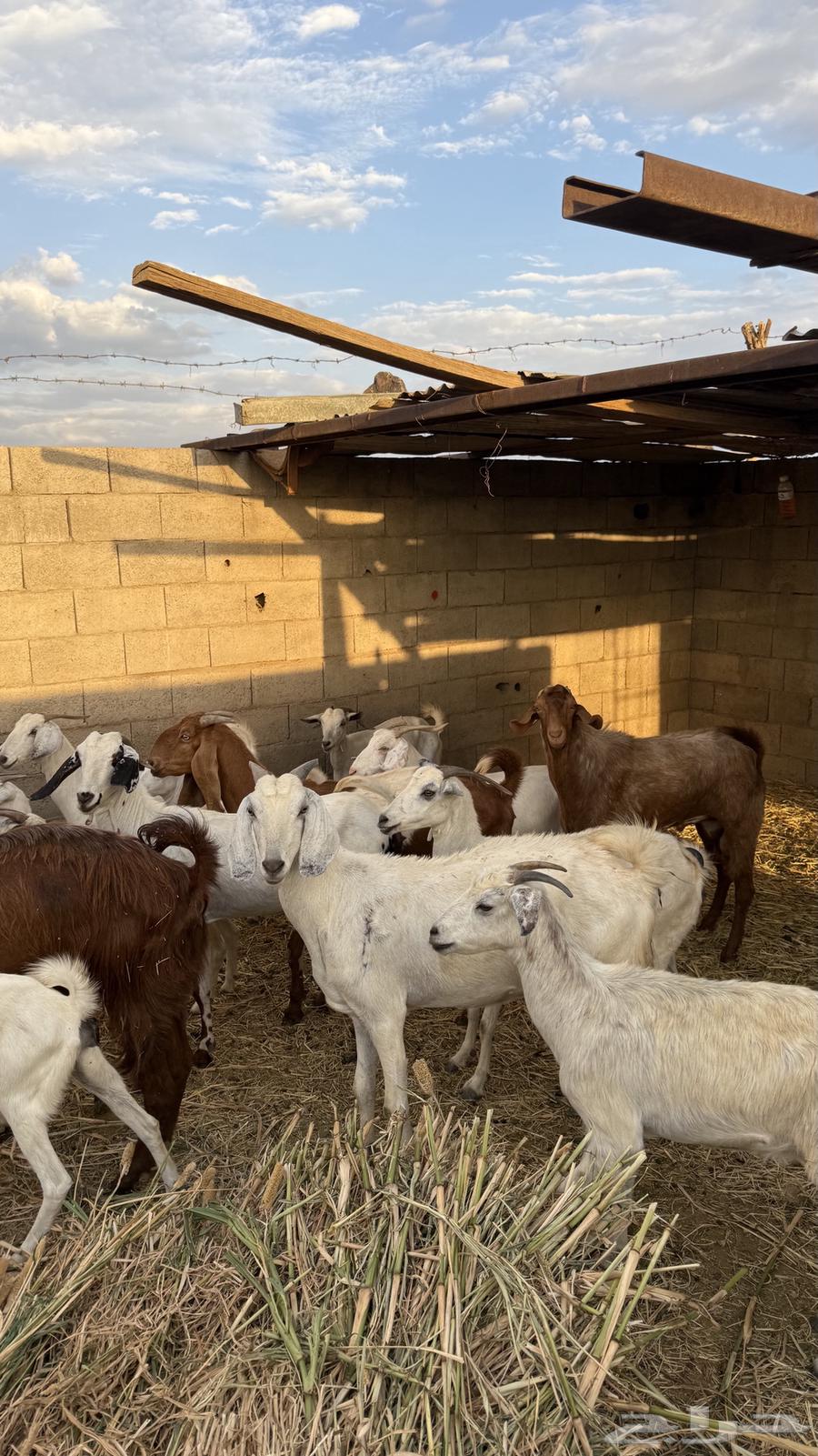 معزا بيشيات64389736469633110