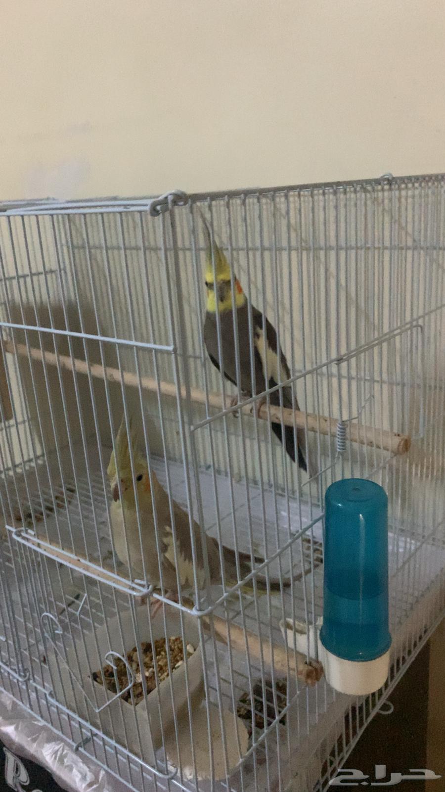 زوج كروان للبيع64382873710723111