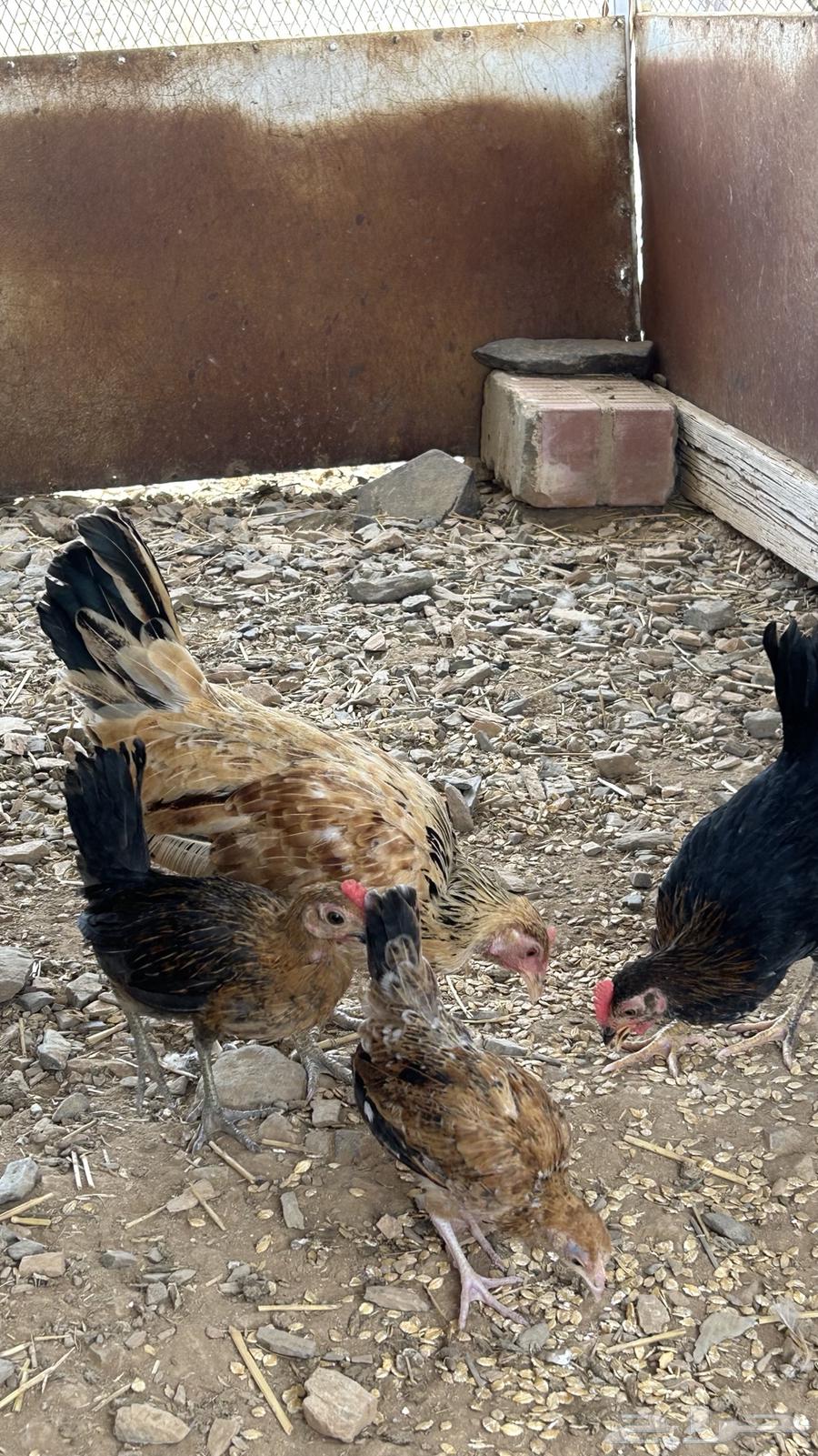 للبيع دجاجه بلدي عليها فروخ64389392004609114