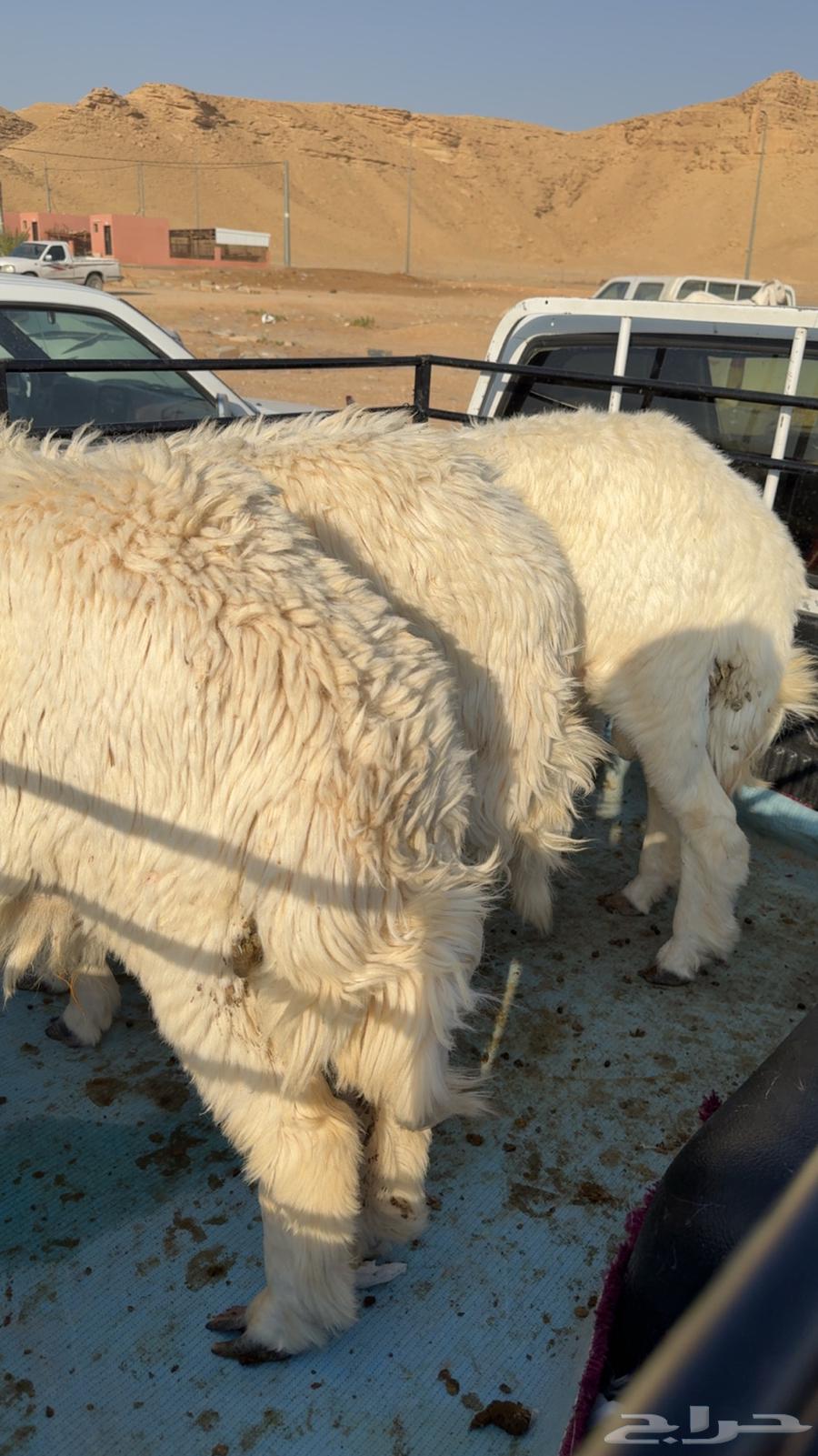 9 طليان كفو64382679607681111