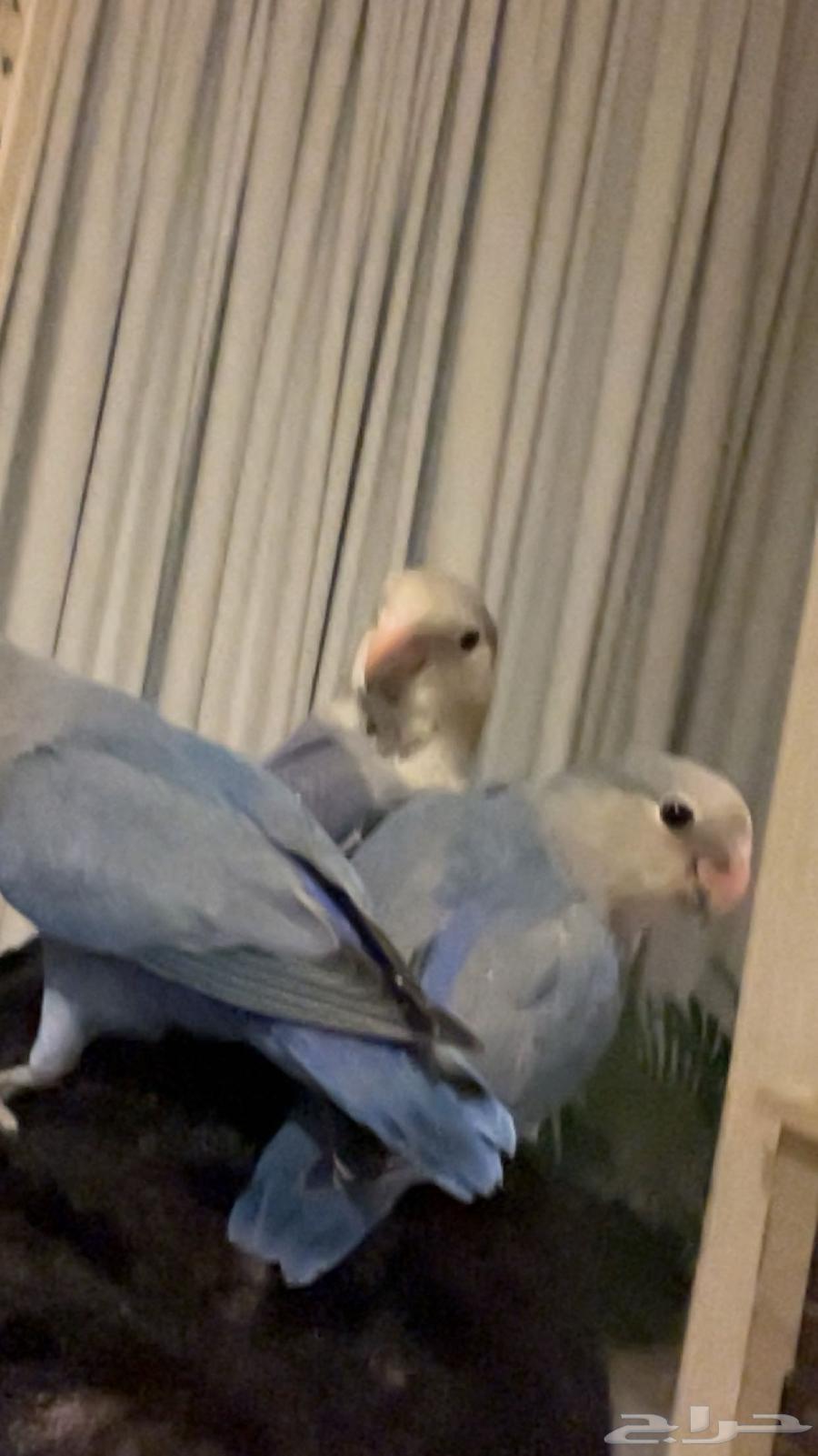 Bird of the Day64381864531586112