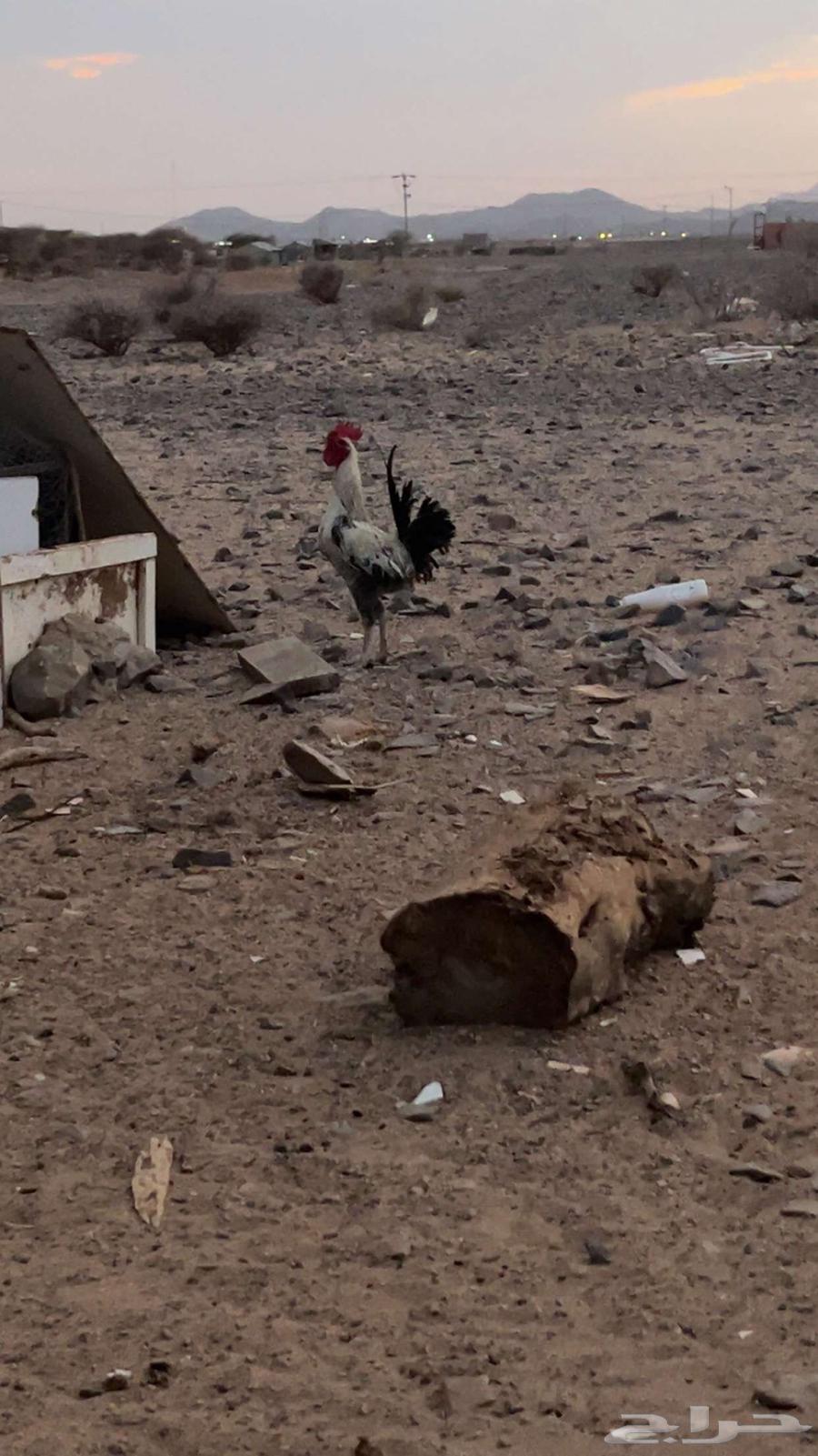 ديك بلدي للبيع العمر سبع شهور64389474546946110