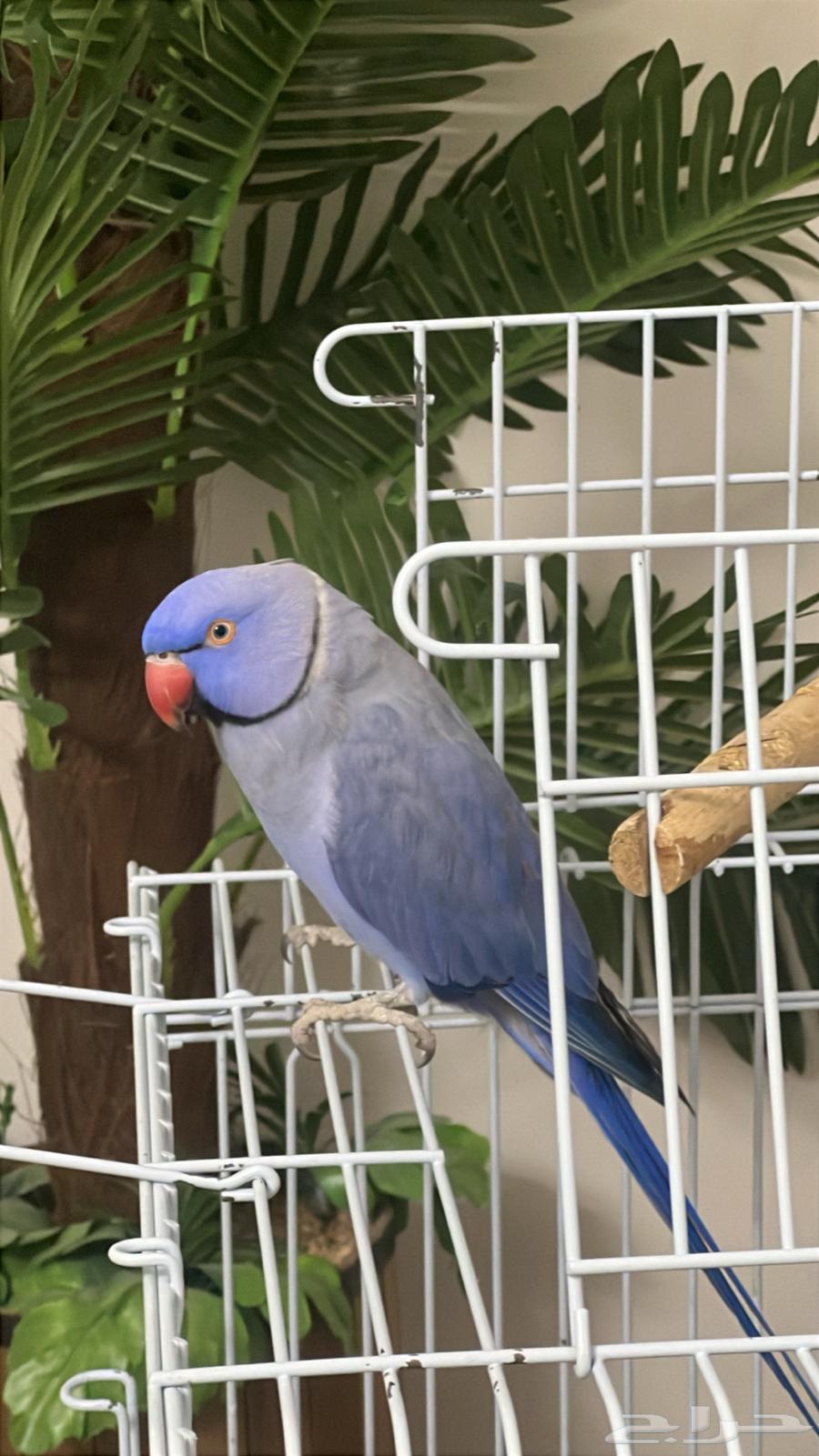 دره للبيع64379602439554113