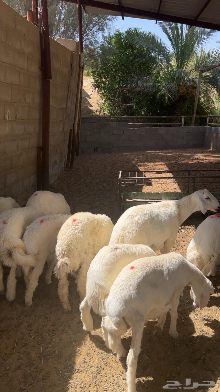 للبيع بهم حري خرفان64381699251841110