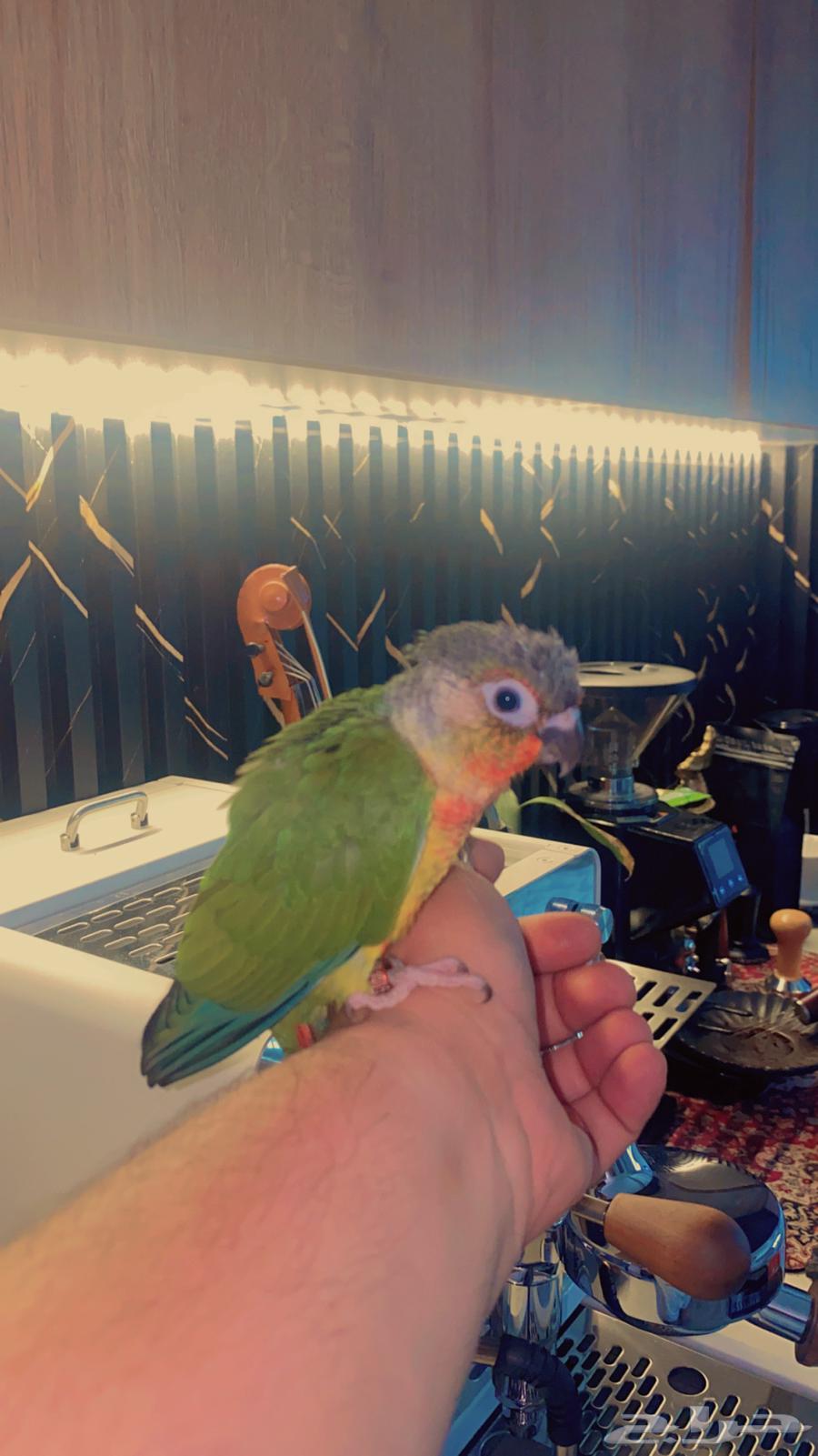 فرخ كنيور اليف جدا64381878475779111