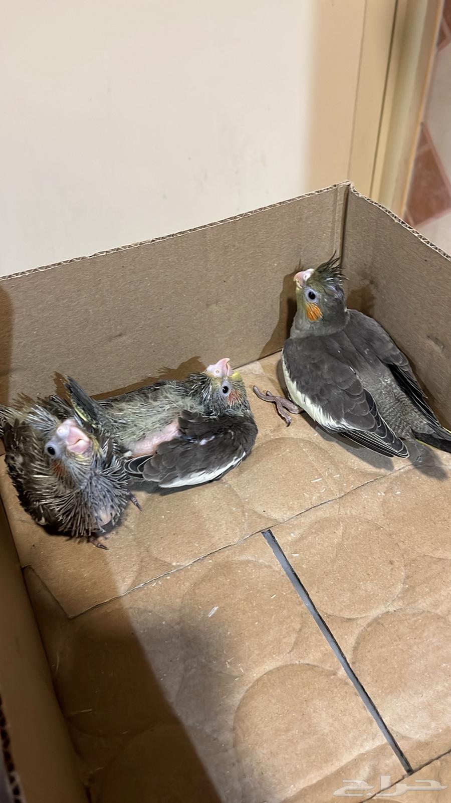 طيور كروان صغار غر64383857450625110