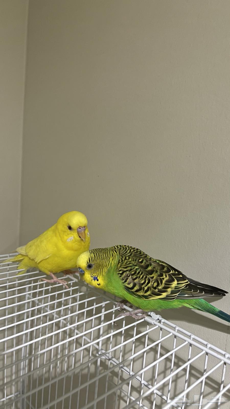 جوز بادجي أليف وجميل شامل كل المستلزمات64380682443650112