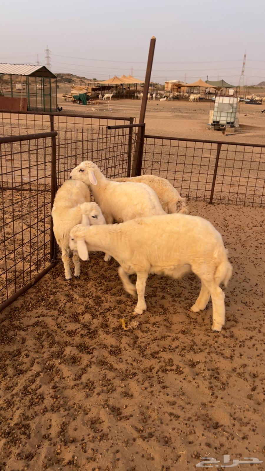 طليان للبيع64388162717825110