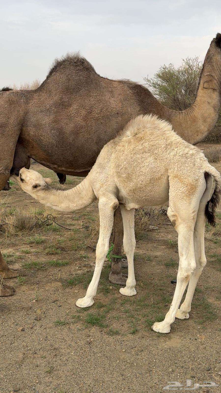 للبيع قعود كفو مزيون64383705177730110