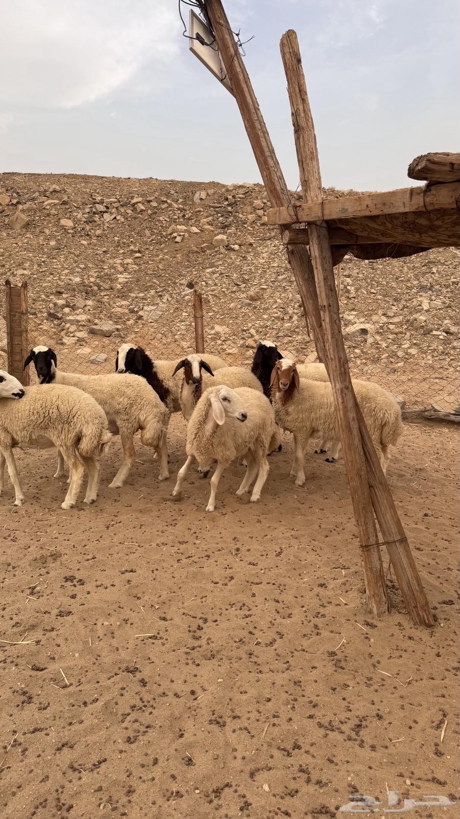 رخال نعيميات مقاني64382583399683110