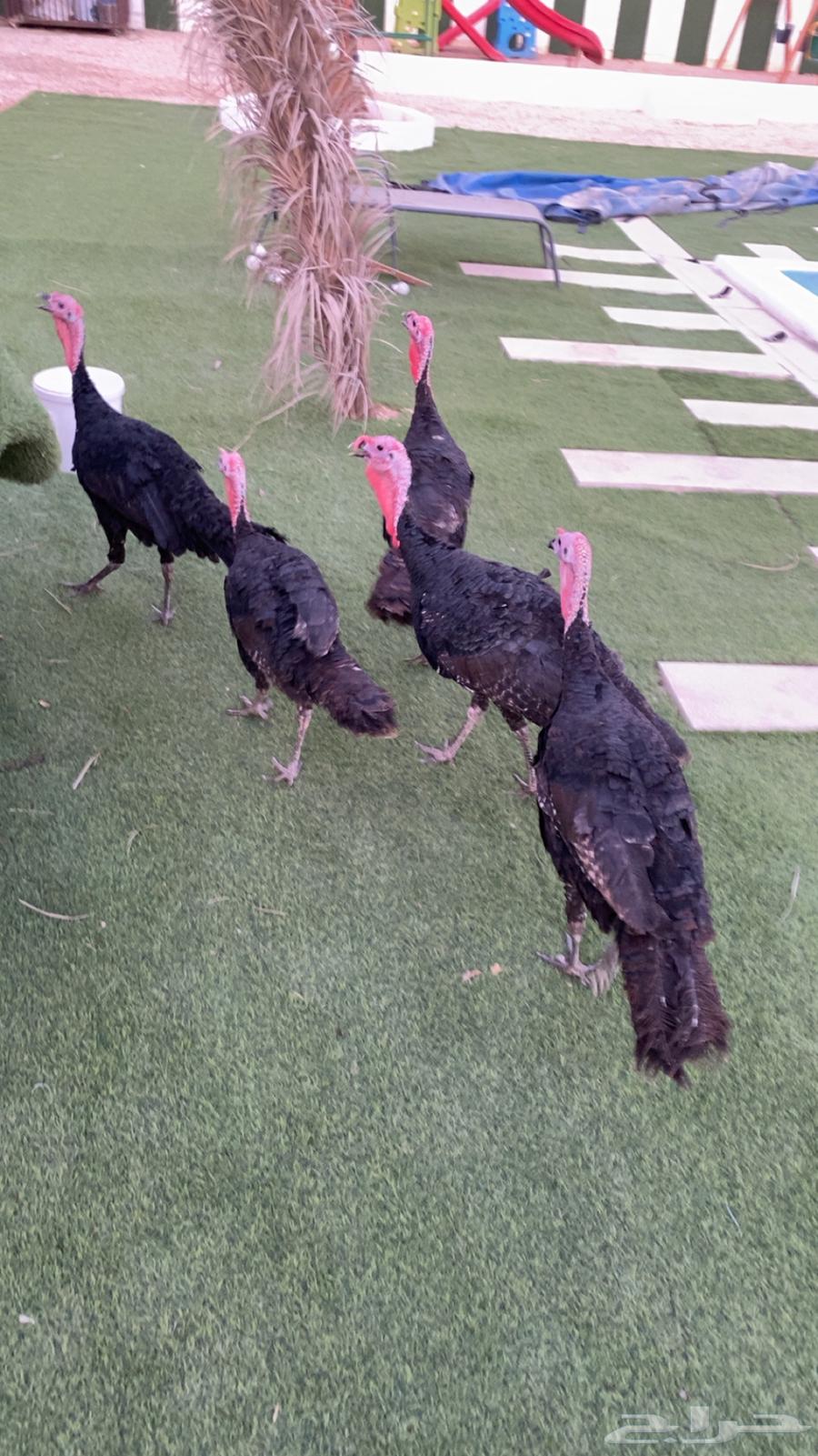 ديكه رومي64390967605891114