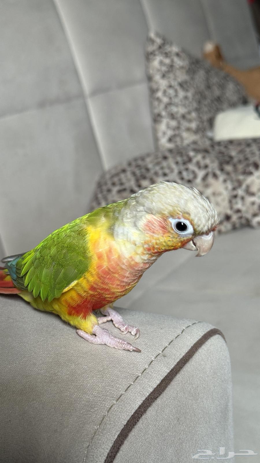ببغاء كنيور رد دبل فاكتور64381976167427111