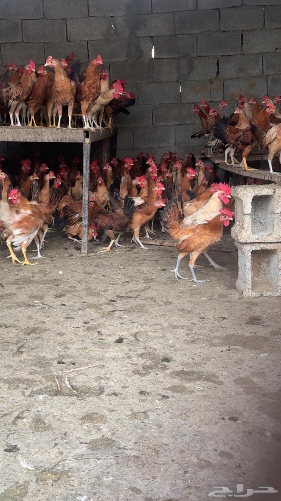 ديوك بلدي فواخر64381630246531110