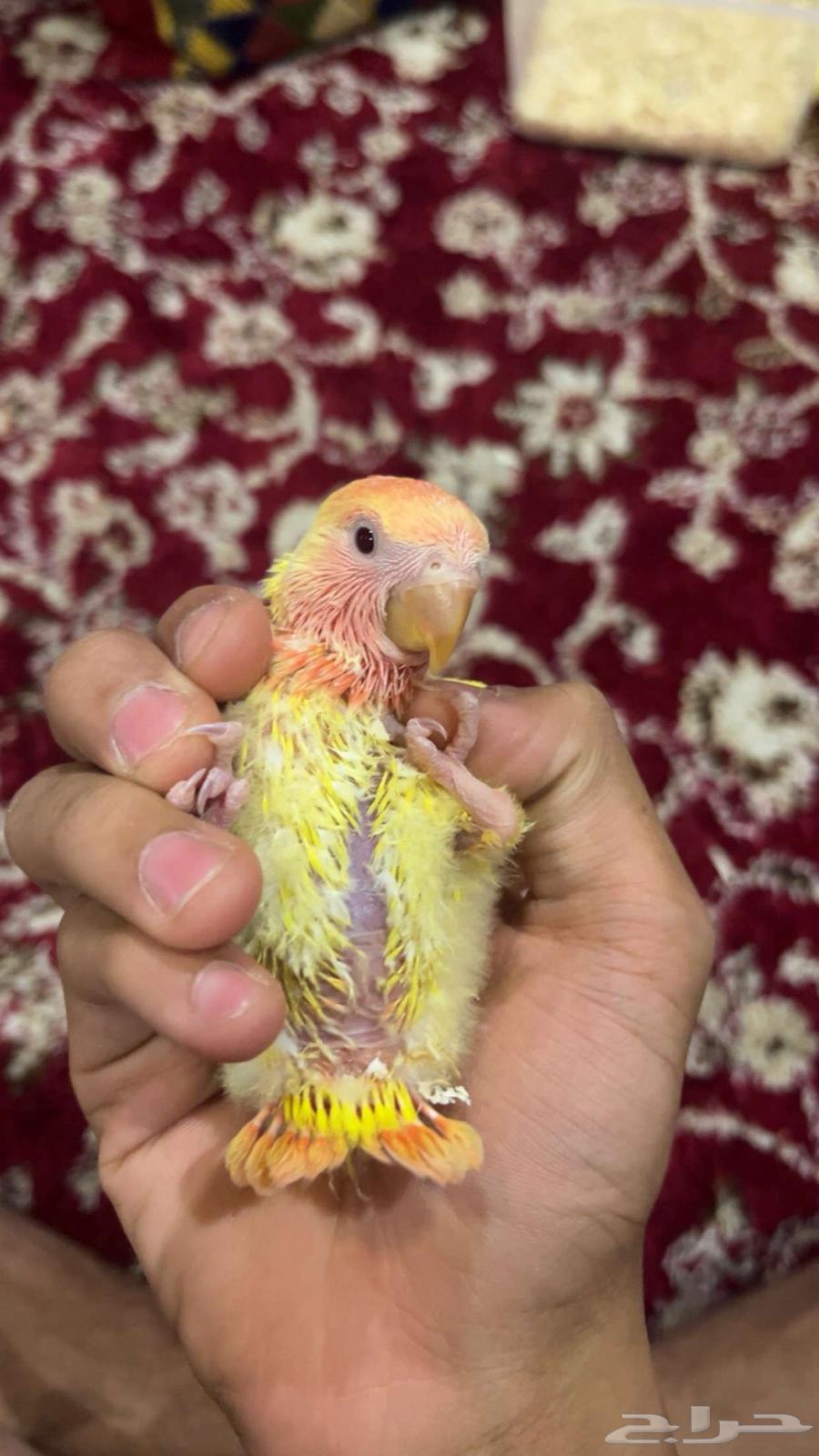 فرخ روز64378746040706110