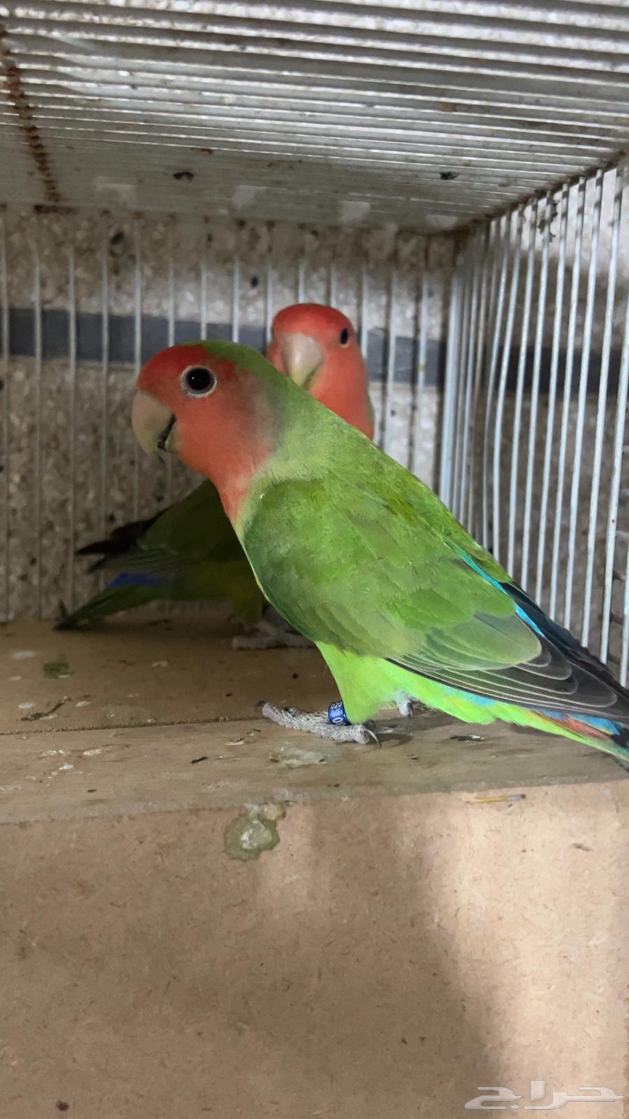 For sale jumbo size rose nuts, stopped on sum, his share64378818424963111