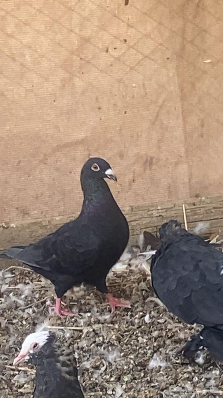 انثا زاجل زينه64385719149057111