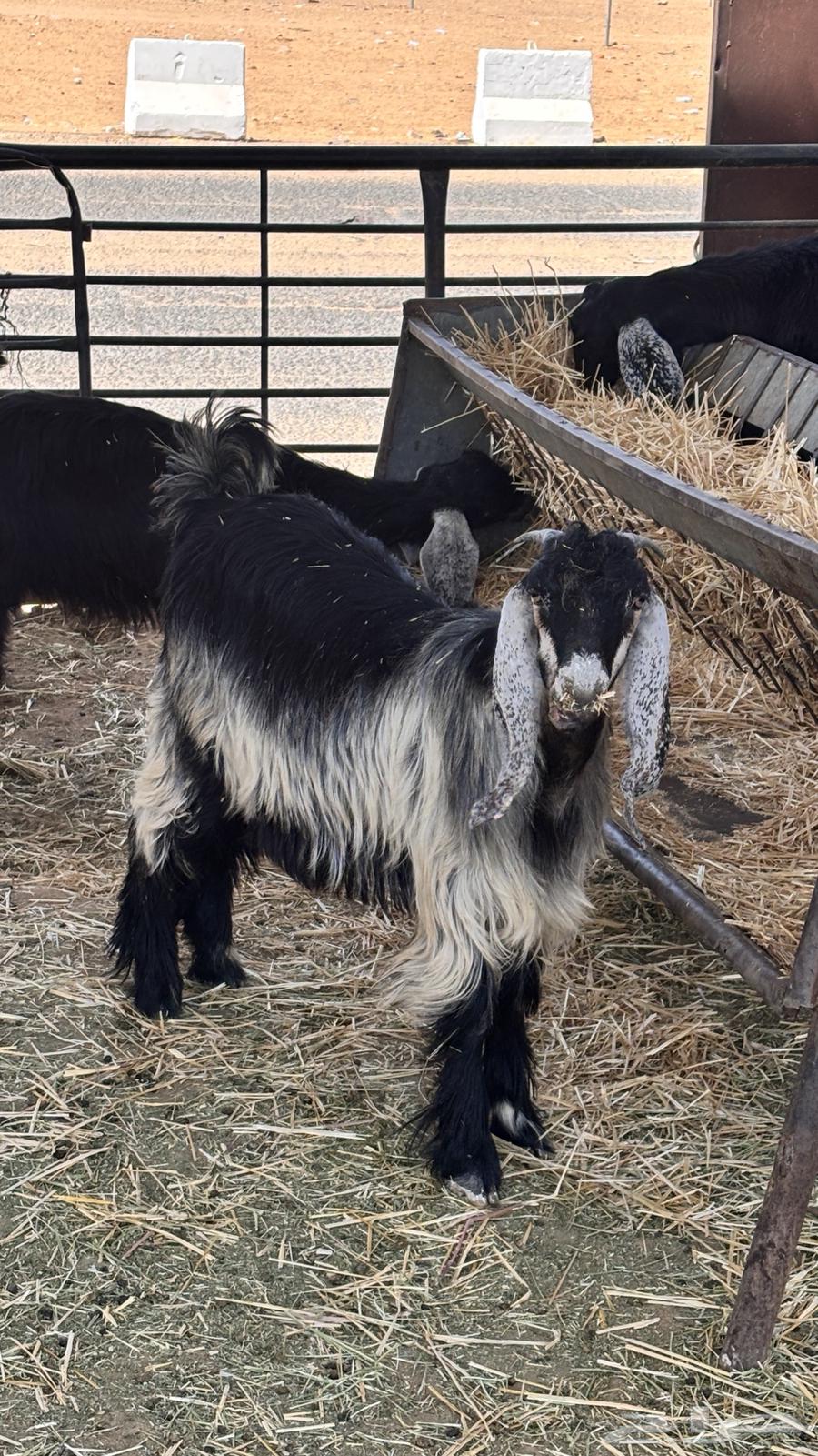 للبيع اقساط تيوس برية ب 299 ريال دفعة اولى64381864506114113