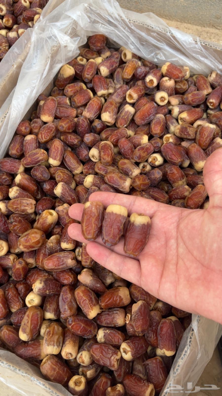 First-grade Sqai dates, Nquwa64391645779075110